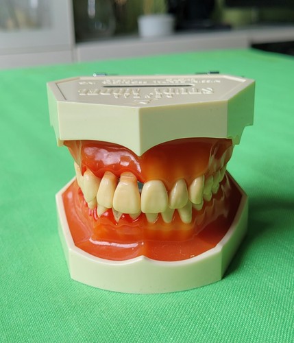 Dental study model - dental,